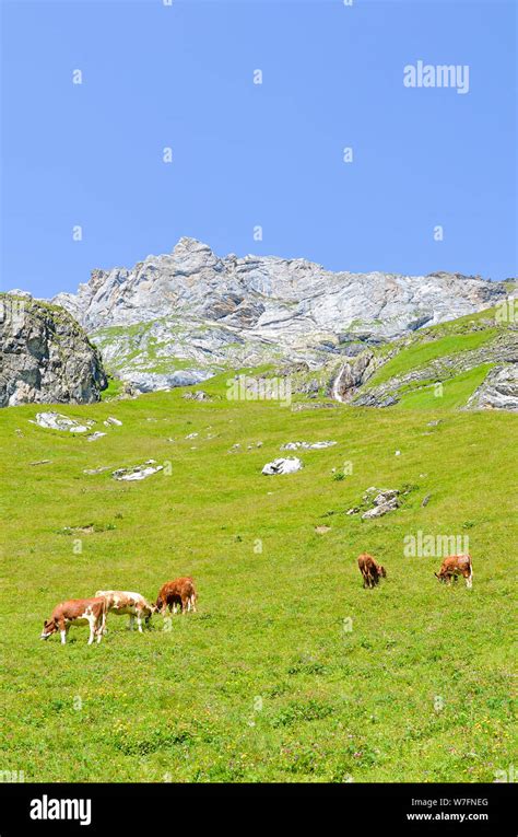 Cattle Cows Green Pasture Hills Hi Res Stock Photography And Images Alamy