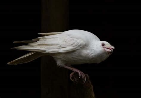 1 of the best white crow symbolism interpretations