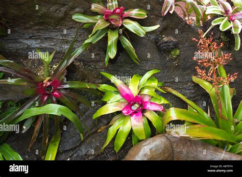 rainforest plants Costa Rica Stock Photo - Alamy