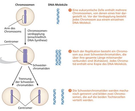 Zellteilung Durch Mitose Und Meiose Flashcards Quizlet