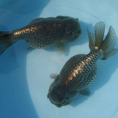 Two Goldfish Are Sitting In The Water On Top Of A White Plate With Blue