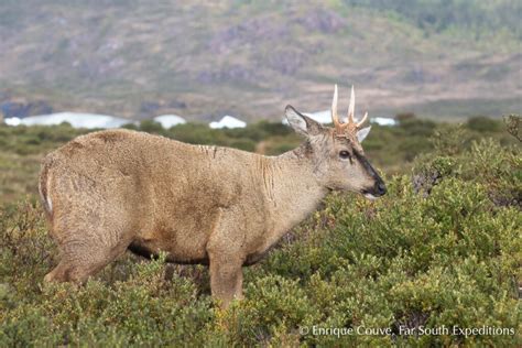 Huemul Or South Andean Deer Far South Expeditions