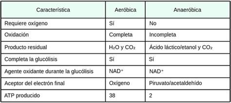 Comparaci N De La Respiraci N Aer Bica Y La Respiraci N Anaer Bica