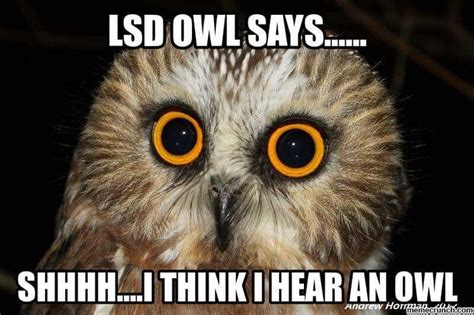 Pin by Kevin Cornell on owl memes | Owl, Bird, Animals