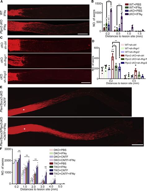 Driving Axon Regeneration By Orchestrating Neuronal And Non Neuronal