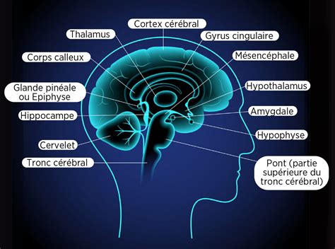 Illustration d une section du cerveau montrant les différents lobes