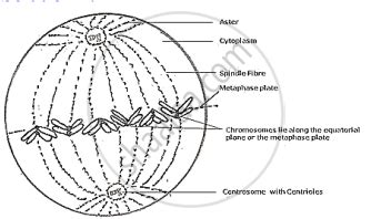 Draw a Labelled Diagram to Show the Metaphase Stage of Mitosis in an ...