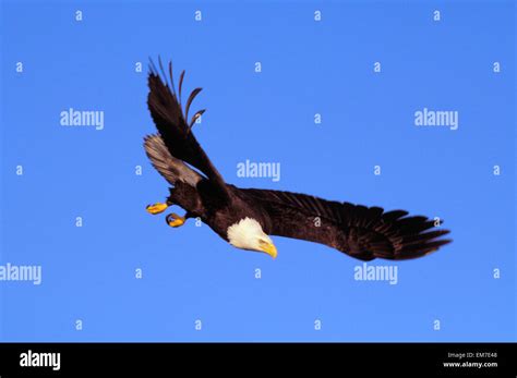 Alaska Tongass National Forest Inside Passage Bald Eagle Flying In