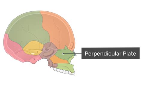 Ethmoid Bone Anatomy Getbodysmart