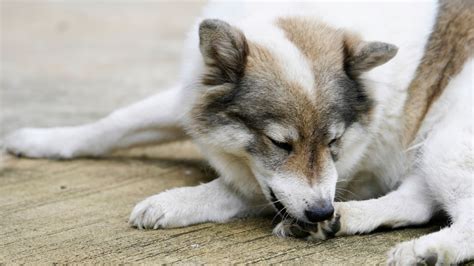 Dog Pulling Hair Out Of Back Legs Decoding The Mystery Behavior