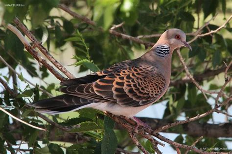 Горлица | Photo album, Animals, Birds