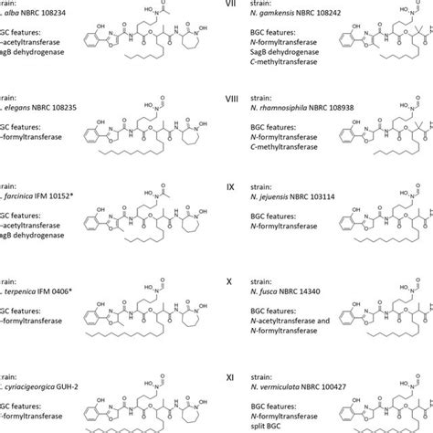 Big Scape Sequence Similarity Network Ssn And Nocobactin Like