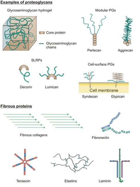 Extracellular matrix macromolecules. Proteoglycans (PGs) comprise of... | Download Scientific ...