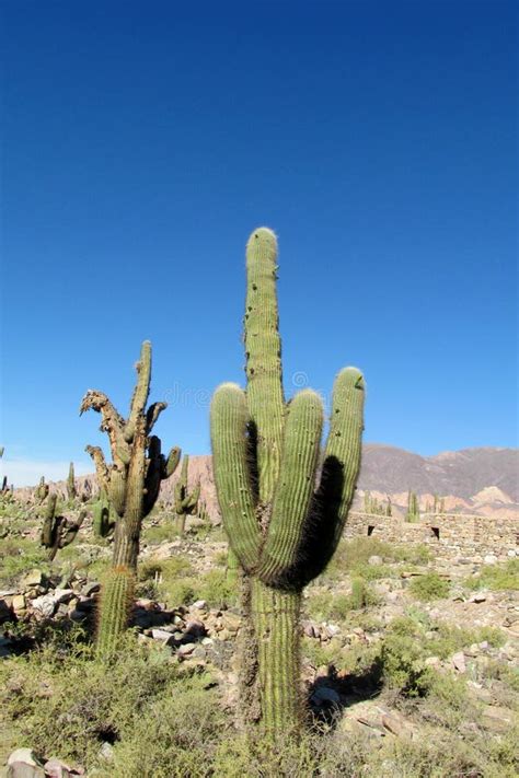 Tall Green Cactus in South America Stock Image - Image of arid, flower ...