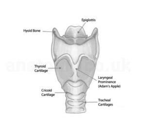 Cricoid Cartilage Structure Location Functions Diagram