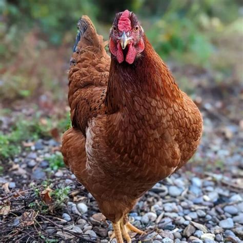 Cinnamon Queen Chicken Breed Info Where To Buy Chicken Chicks Info