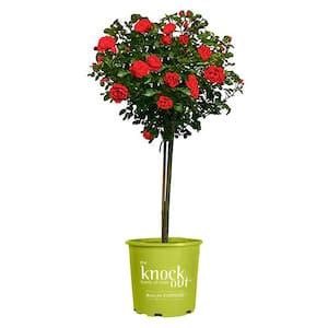 Knock Out Gal Easy Bee Zy Knock Out Rose Tree With Yellow Flowers