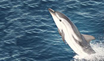 Hector's Dolphin - Facts, Information & Pictures