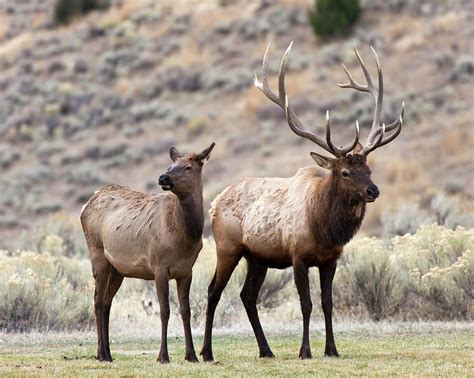 Elk In Yellowstone National Park by Traveler1116