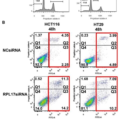 Targeting RPL17 increases the sub-G1 population and apoptosis of CRC ... 