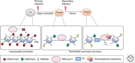 Cd8 T Cell Memory The Why The When And The How