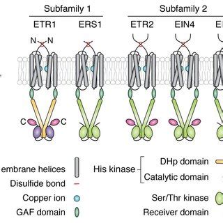 (PDF) Ethylene signaling in plants