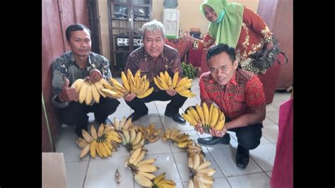 Prospek Kebun Pisang Raja Merah Youtube