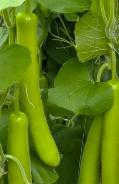 Lagenaria Siceraria Var Gourd Seeds,for Vegetable & Ornamental Garden ...