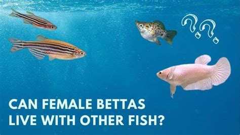 Can Female Bettas Live With Other Fish How To Keep Them Together