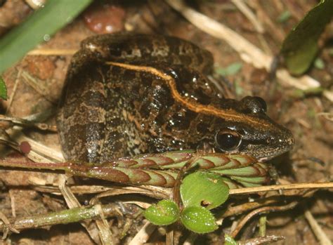 Broad Banded Grass Frog Hx Fauna Of The Bissagos · Inaturalist