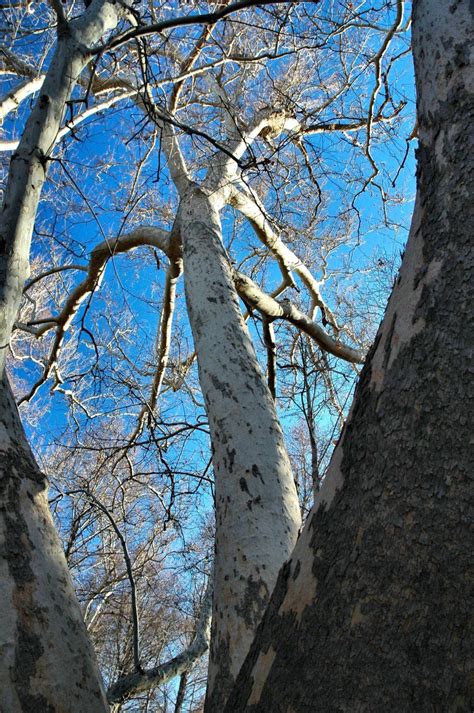 Winter Aspen One - Natures Looking Glass