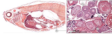 Figure From Normal Anatomy And Histology Of The Adult Zebrafish