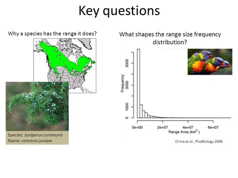 Species Juniperus Communis Name Common Juniper Species Ranges Spatial