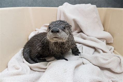 An Animal That Is Laying Down On A Blanket In The Bathtub With Its