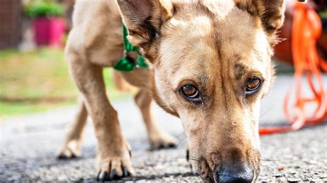 Tierheim Mülheim sucht Gassigeher auch für ungestüme Hunde