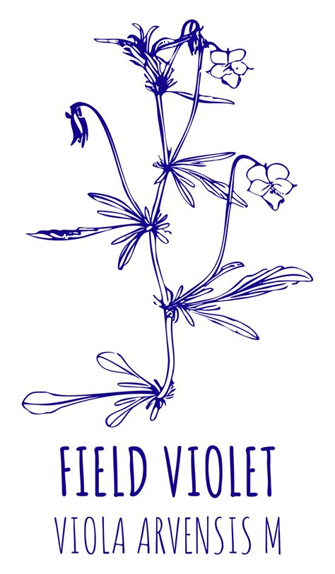 Drawings GARDEN VIOLET. Hand drawn illustration. Latin name Viola