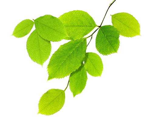 Ветка вектор (49 фото)