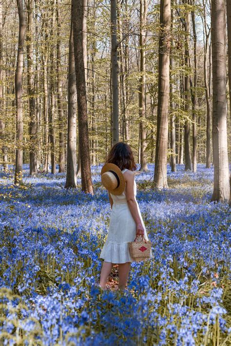 Belgium best kept secret: The Bluebells Forest in Hallerbos