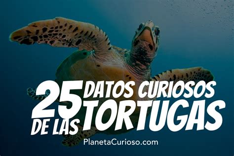 Datos Curiosos De Las Tortugas Que No Sab As Planeta Curioso