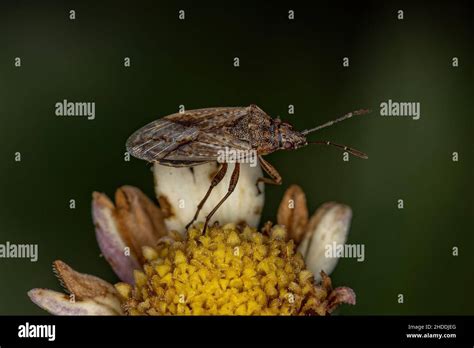 Adult Pentatomomorph Bug Of The Infraorder Pentatomomorpha Stock Photo