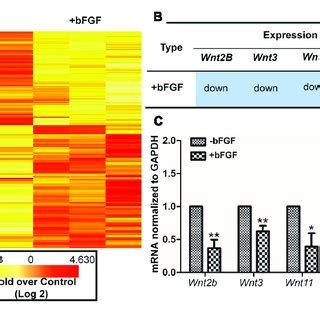 Basic Fibroblast Growth Factor Regulated Wnt Signaling Genes In Skin