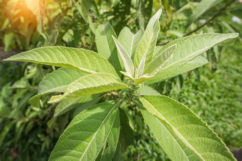 Manfaat Daun Sembung Untuk Kesehatan Dan Resep Herbalnya Halaman All