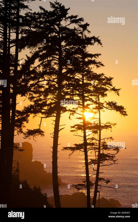 Sunset through pine trees at Ecola Point; Ecola State Park, Cannon ...