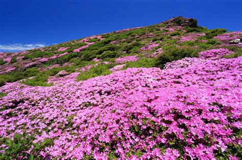 圧巻のミヤマキリシマの大群落！ 6月初旬～中旬、九重連山の平治岳・大船山は鮮やかなピンク色に染まる 山と溪谷オンライン