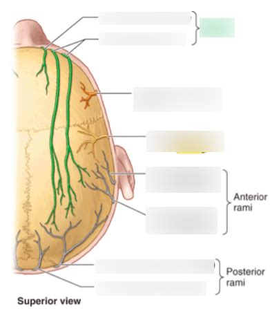 Sensory Innervation of the Scalp Diagram | Quizlet