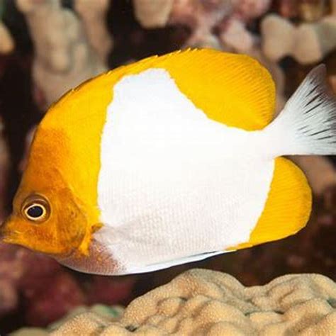 Are butterflyfish reef safe? - DIY Seattle