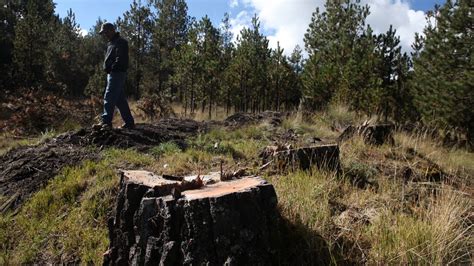 Semarnat detecta 122 zonas críticas forestales debido a la tala