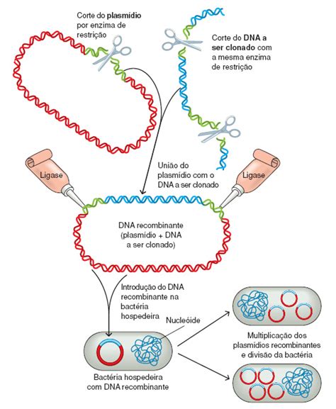 Tecnologia Do Dna Recombinante - BioQodex: A Engenharia Genética - Tecnologia do DNA Recombinante