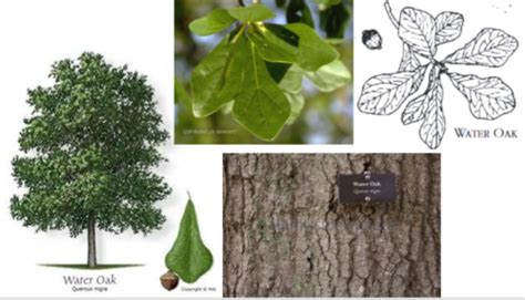 Dendrology Trees Flashcards Quizlet