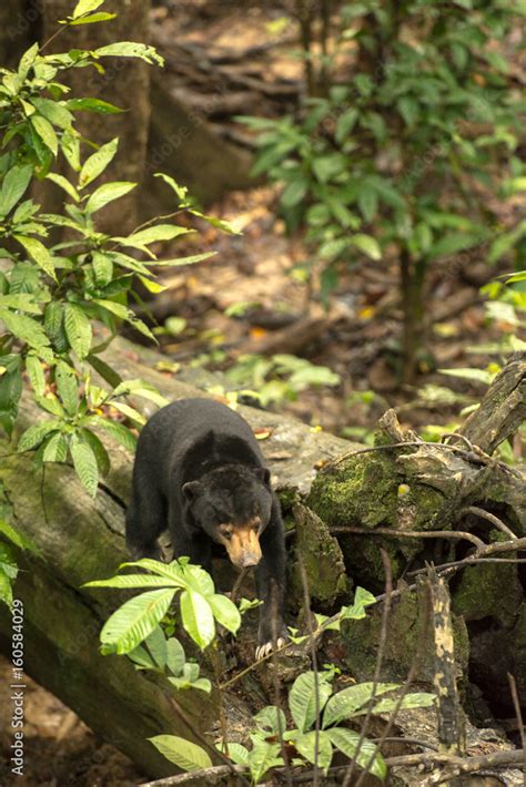 Picture of Sun bear at the Borneo Sun Bear Conservation Centre at Sepilok, Sabah, Malaysian ...